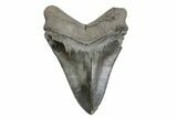 Sharply Serrated Chubutensis Tooth - Megalodon Ancestor #380157-1
